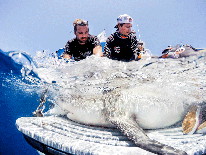 Catch and Release of Brent. A bull shark adopted by a Printing Company, Elite Flyers.