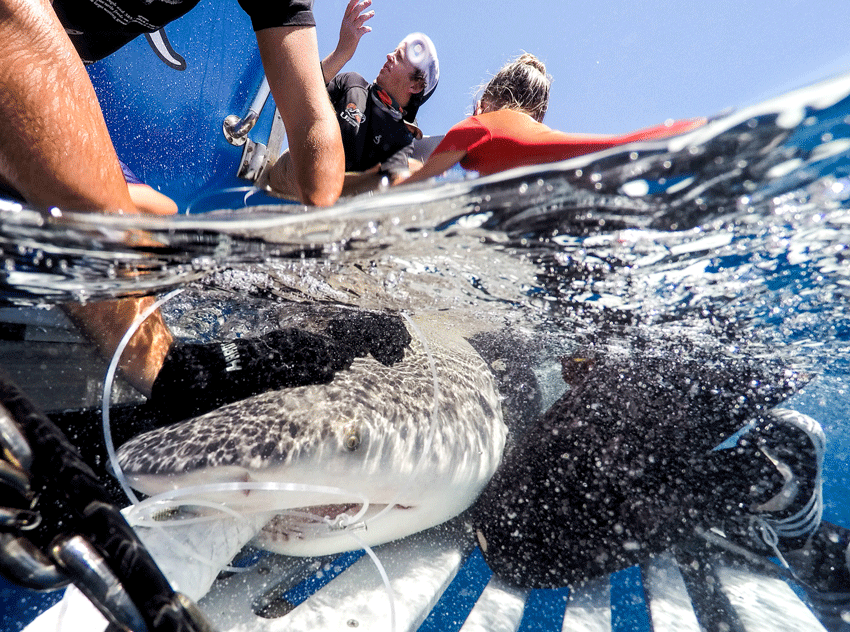 Brent The Bull. A Bull Shark Tagged and Adopted by a Printing Company Elite Flyers.