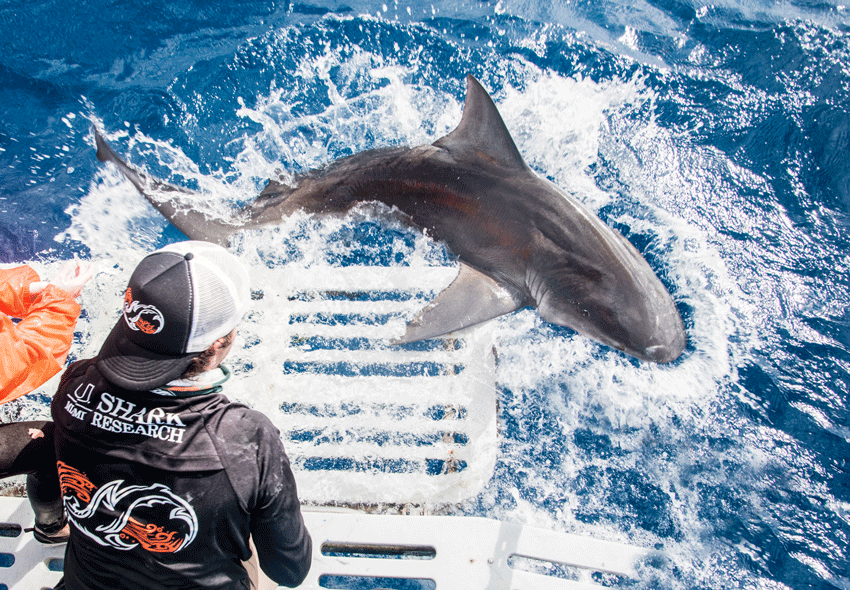 Shark Tracking UM Shark Research - Brent